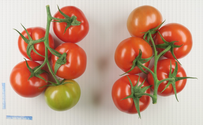 Tomate en grappe avec différentes maturités de fruits