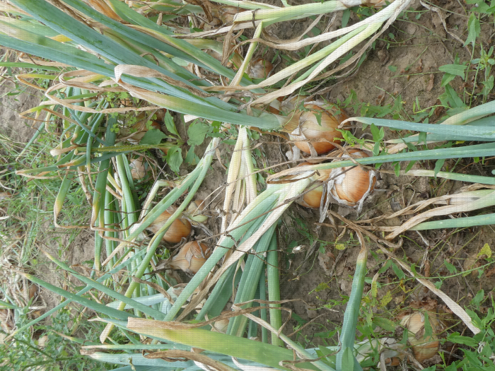 Rangs d'oignons, juste avant la récolte. CTIFL centre de Lanxade (24)