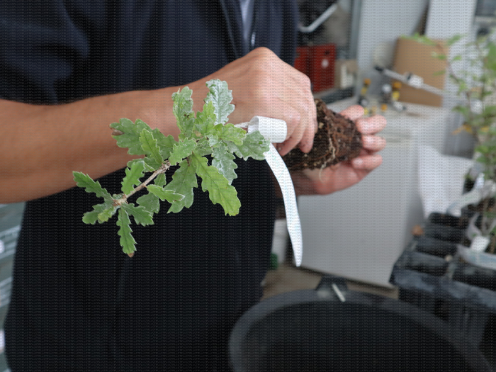 Mycorhizés ou non ? Premier examen rapide des racines d'un plant truffier de chêne