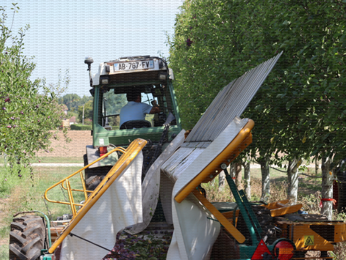 Prune d'Ente - Chantier de récolte mécanique sur le verger expérimental conduit en mur fruitier, CTIFL, centre de Lanxade (24)