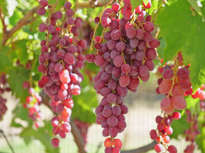 Fia, variété de raisin de table