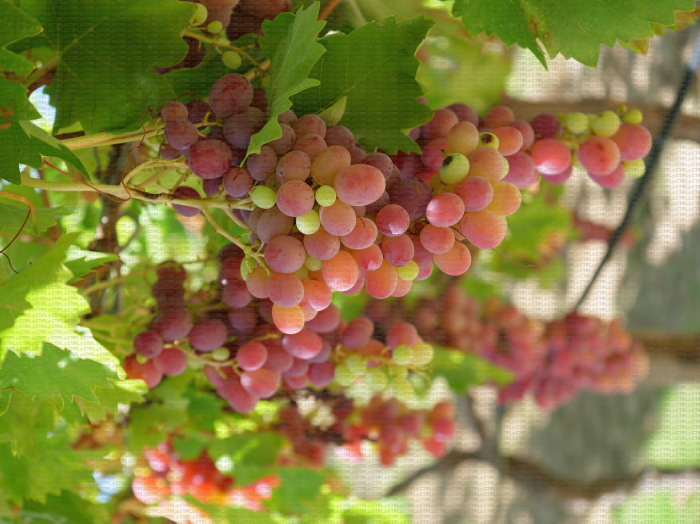 Italia Rubi, variété de raisin de table