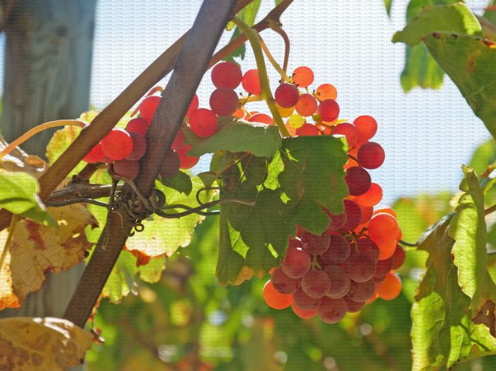 Suffolk Red, variété de raisin de table