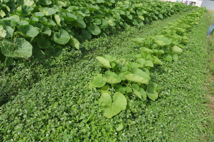 Culture de potimarron menée sur couvert végétal en alternative au paillage plastique -  CTIFL, centre opérationnel de Carquefou (44)