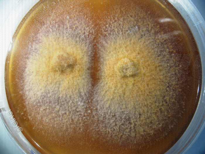 Nectria (Neonectria ditissima) en culture